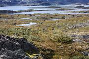 153-Sognefjell,23 agosto 2011